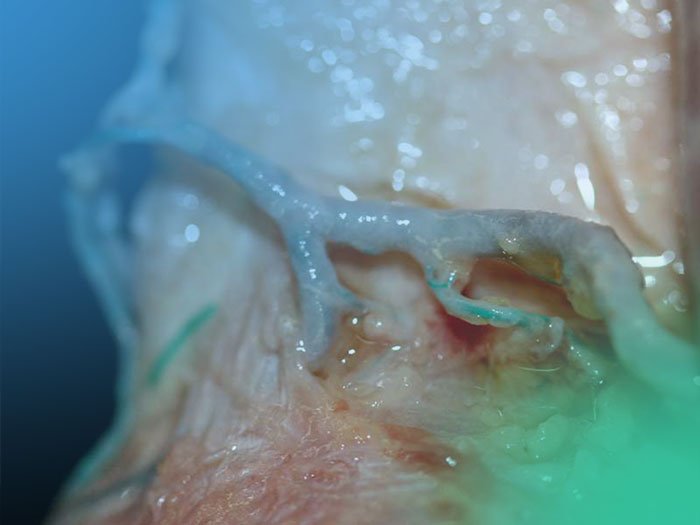 Vascularización de la rodilla, anatomía.