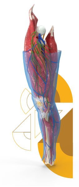 knee_anoatomy_rodilla_resilente